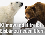 Eisbär und Grizzly