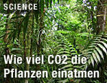 Pflanzen im Regenwald
