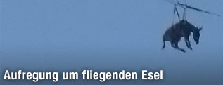 Esel an einem Fallschirm