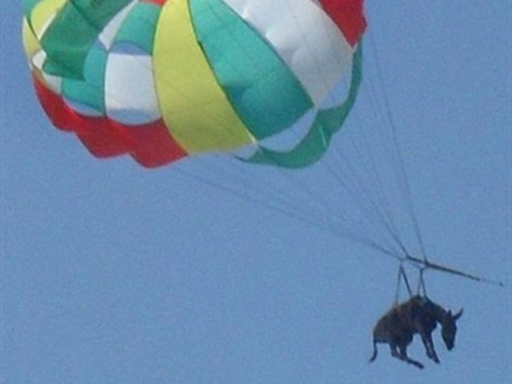 © AFP/Taman News Esel an einem Fallschirm