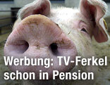 Schwein h&auml;lt R&uuml;ssel in Kamera