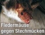 Fledermaus