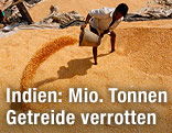 Indischischer Getreide-Bauer