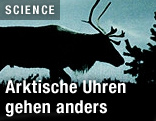 Die Silhouette con einem Rentier