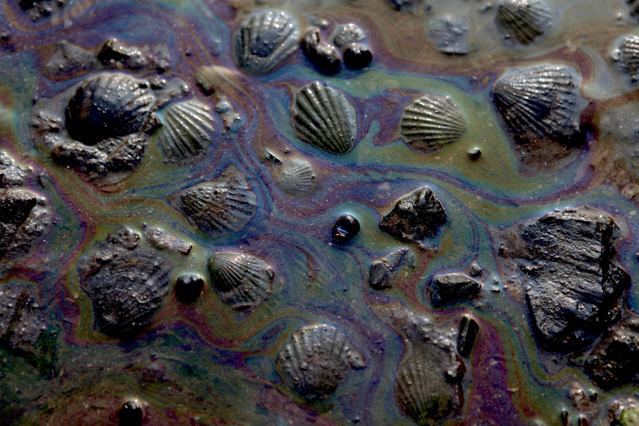 Vom Öl schwarzgefärbte Muscheln