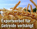 Getreideähren