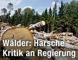 Wald in Russland