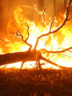 Waldbrand