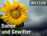 Sonnenblume vor Gewitterwolken