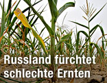 Ausgetrocknete Erde