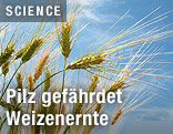 Weizen