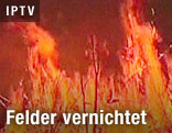 Waldbrände