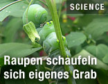 Tabakschwärmer Raupe