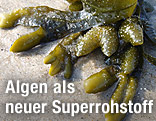 Algen am Strand