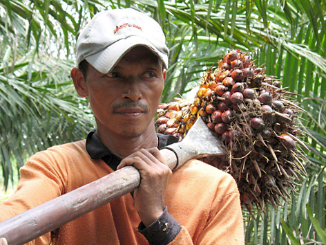 © APA/EPA/DPA/Christiane Oelrich Mann mit Palmölernte
