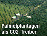 Ölpalmenplantage
