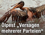 Ölverschmierter Pelikan