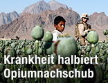 Mohnfeld in Afghanistan