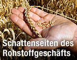 Eine Hand h&auml;lt eine Weizen&auml;hre