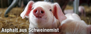 Ferkel