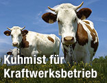K&uuml;he auf Weide