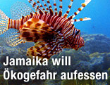 Feuerfisch
