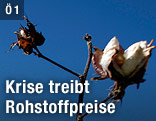 Baumwollpflanze