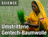 Indische Fraum pflegt Baumwollpflanzen