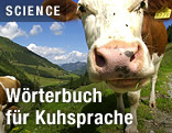 Kuh auf der Alm