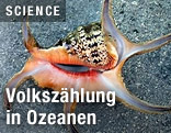 Großer Bootshaken