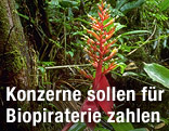 Rote Pflanze im Regenwald