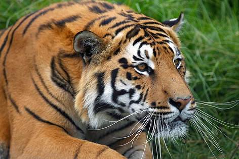© Reuters/Peter Andrews Tiger