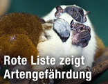 Zweifarbentamarin