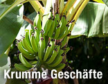 Bananenstaude