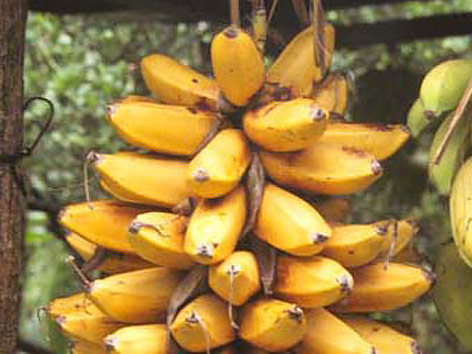 © Pacific Biodiversity Information Forum/AK Kepler Musa Fehi Bananen