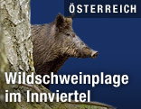 Wildschwein