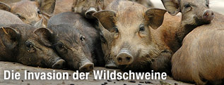Wildschweine