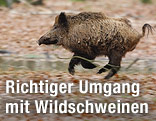 Wildschwein rennt durch Wald