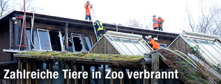 Ein Elefant im Karlsruher Zoo steht unversehrt in seinem Gehege während Feuerwehrmänner im hintergrund den Brandschaden begutachten.