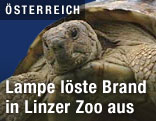 Schildkröte aus dem Linzer Zoo