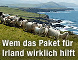 Irische Landschaft mit Schafen