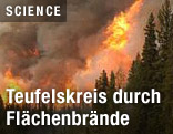Waldbrand