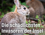 Ein Wildkaninchen