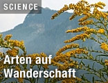 Vegetation vor Gebirge