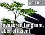 Die Silhouette einer Hand greift nach einer Pflanze