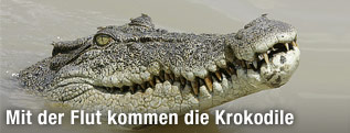 Salzwasser-Krokodil