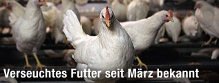 Hühner in einer Legebatterie