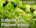 Pflanze