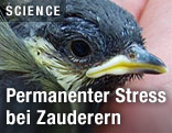 Zauderer