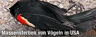 Toter Vogel